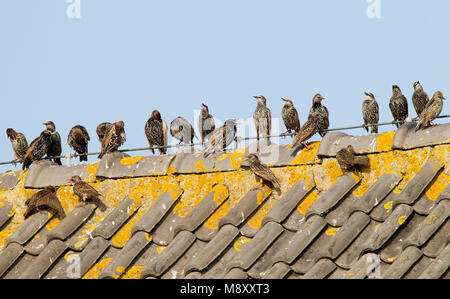 Spreeuwen verzamelen voor de trek; Common Starlings gathering before migration Stock Photo
