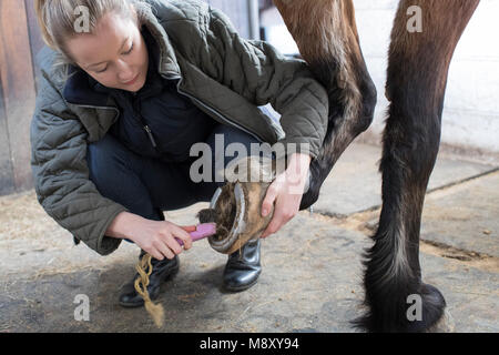 Female Owner In Stable Cleaning Feet Of Horse With Brush
