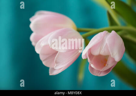 Three pink tulips on a teal background. Stock Photo