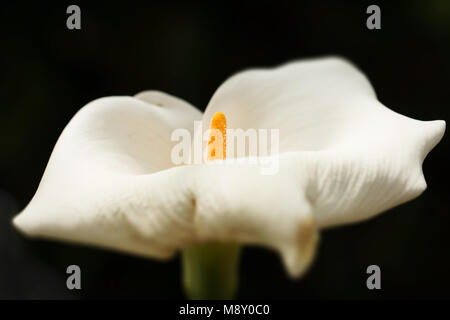 A simple macro photograph of a white arum lily (zantedeschia aethiopica) on a black background. Stock Photo
