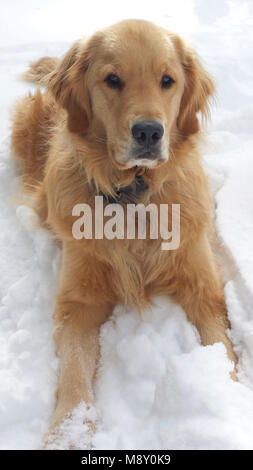 A male Golden Retriever looks perfectly happy to sit patiently in the snow, staring straight at the camera. Stock Photo