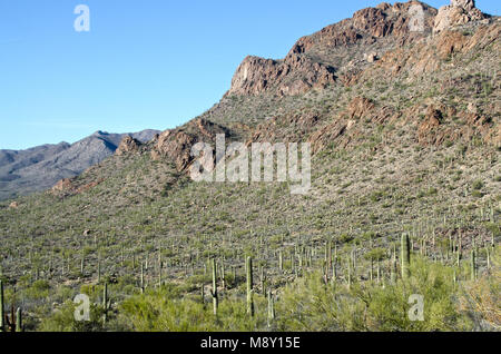 A forest of giant saguaro cacti dominate the landscape in Saguaro National Monument near Tucson, Arizona.