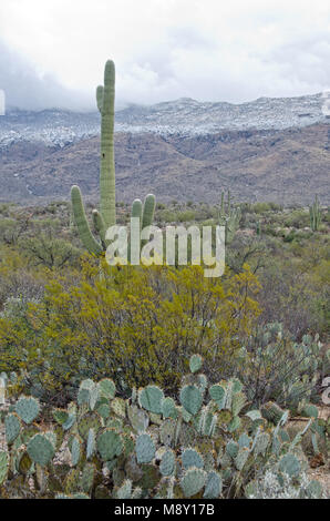 A giant saguaro cactus stands in front of snow covered mountains in Saguaro National Monument near Tucson, Arizona. Stock Photo