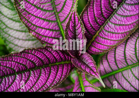 Strobilanthes dyeriana (Persian shield) is a tropical plant grown for its dark green foliage with bright, metallic-purple stripes radiating outward. Stock Photo