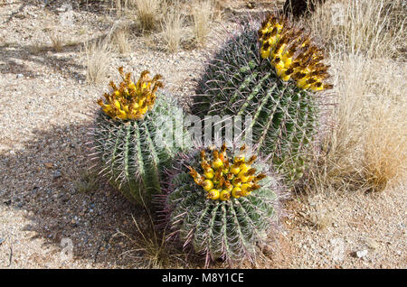 Three barrel cacti are full of fruit in Saguaro National Monument near Tucson, Arizona. Stock Photo