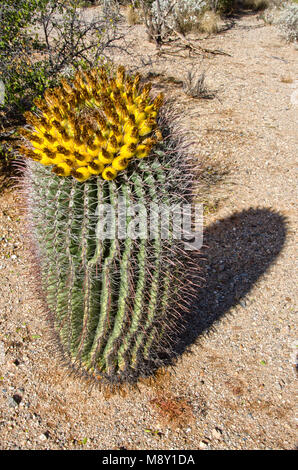 A barrel cactus is full of fruit in Saguaro National Monument near Tucson, Arizona. Stock Photo