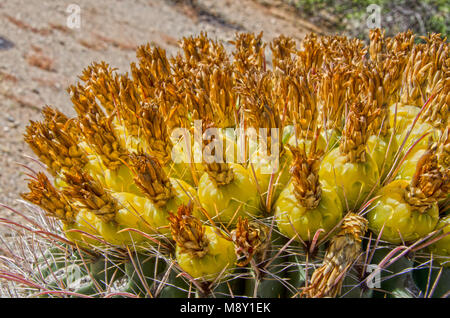 A barrel cactus is full of fruit in Saguaro National Monument near Tucson, Arizona. Stock Photo