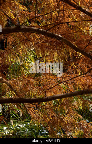 BALD CYPRESS TREE DETAIL IN THE AUTUMN Stock Photo
