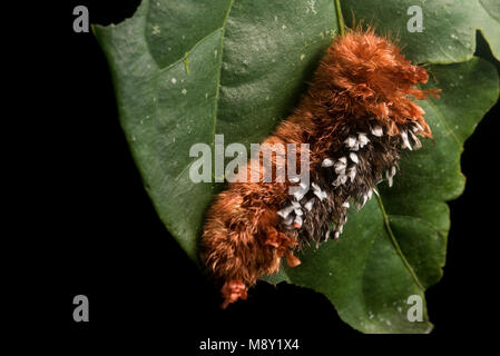 A shag carpet caterpillar from the jungle of Peru. Stock Photo