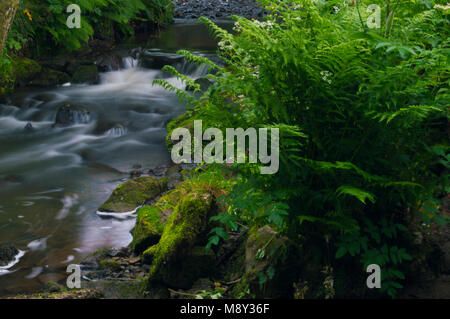 Flowing water turned milky white by a long exposure as it flows around green and brown moss covered rocks. Stock Photo