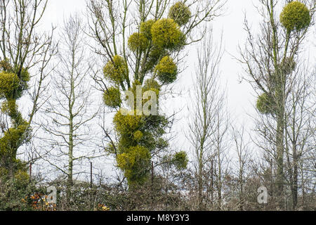 Parasitic Mistletoe Viscum album growing on trees. Stock Photo