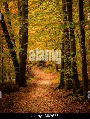 Winding path through Rock Creek Park, Washington, DC Stock Photo