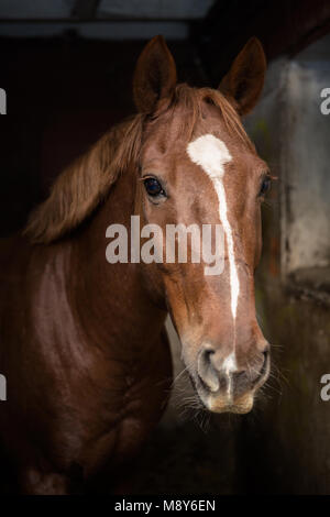 Portrait of a beautiful bay horse in a stable stall Stock Photo