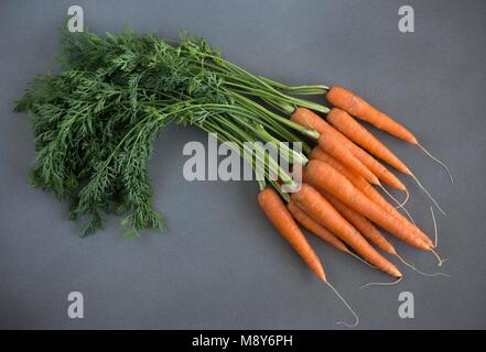 Fresh bunch of carrots on a grey concrete background Stock Photo