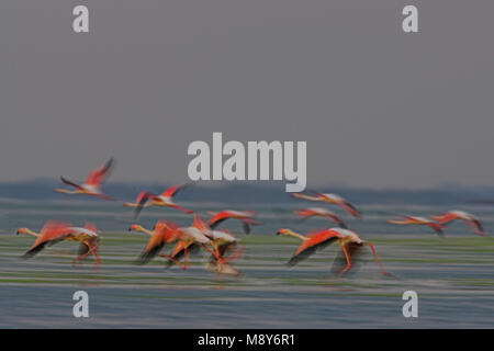 Flamingo in vlucht; Greater Flamingo in flight Stock Photo