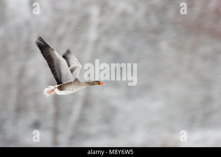 Grauwe Ganzen in een sneeuwbui; Greylag Geese in snow blizzard Stock Photo