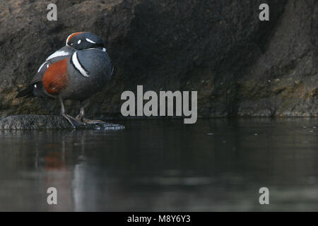 Mannetje Harlekijneend zittend op rots; Male Harlequin Duck perched on a rock Stock Photo