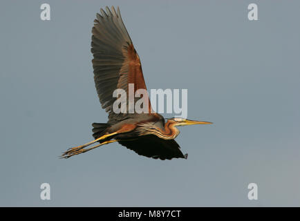 Purperreiger vliegend boven broedplaats; Purple Heron flying above nesting site Stock Photo
