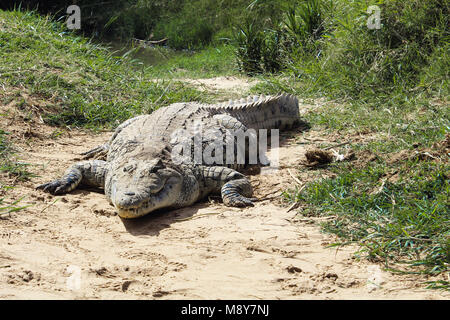 A crocodile waiting on the shore in the Tsavo National Park in Kenya, Africa Stock Photo