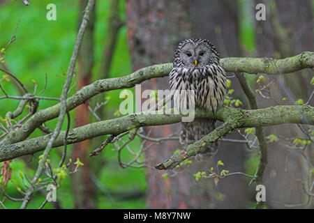 Oeraluil overdag in boom; Ural Owl in tree during daytima Stock Photo