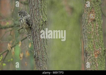 Oeraluil overdag in boom; Ural Owl in tree during daytima Stock Photo