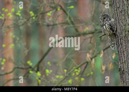 Oeraluil overdag in boom; Ural Owl in tree during daytima Stock Photo