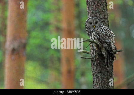 Oeraluil overdag in boom; Ural Owl in tree during daytima Stock Photo