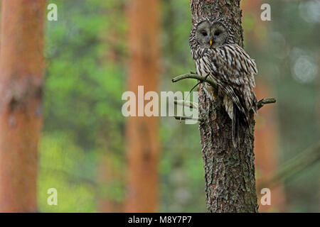 Oeraluil overdag in boom; Ural Owl in tree during daytima Stock Photo