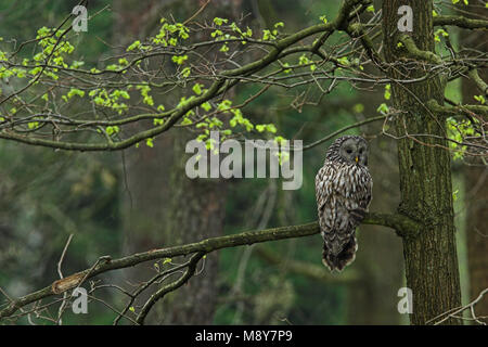 Oeraluil overdag in boom; Ural Owl in tree during daytima Stock Photo