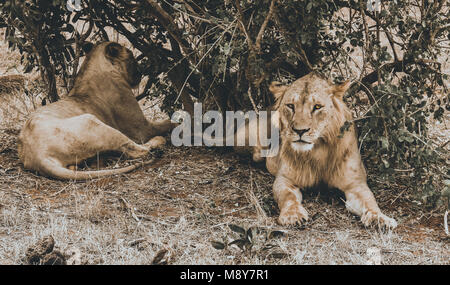 Pair of lions resting in the shade of a tree in the savannah after hunting at night, one of them looks straight into the lens, into the park of Tsavo Stock Photo