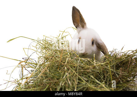 White rabbit eats hay. Isolated on white background. Stock Photo