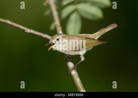 (Western) Greenish Warbler - Grünlaubsänger - Phylloscopus trochiloides ssp. viridianus, Germany Stock Photo