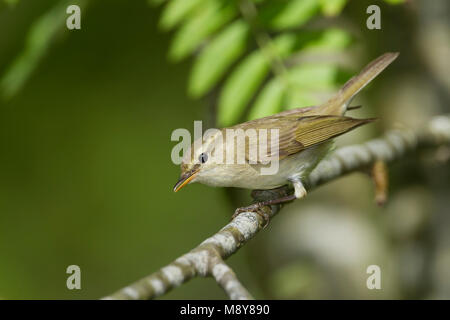 (Western) Greenish Warbler - Grünlaubsänger - Phylloscopus trochiloides ssp. viridianus, Germany Stock Photo