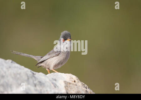 Balearic Warbler - Balearengrasmücke - Sylvia balearica, Mallorca, adult male Stock Photo