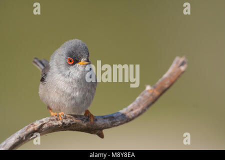 Balearic Warbler - Balearengrasmücke - Sylvia balearica, Mallorca, adult male Stock Photo