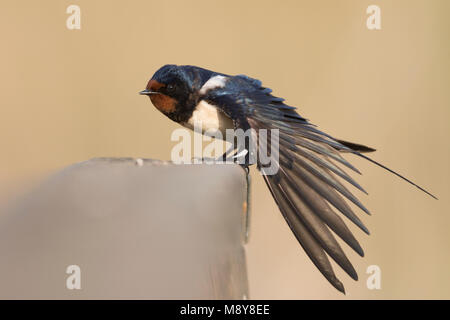 Barn Swallow - Rauchschwalbe - Hirundo rustica ssp. rustica, Hungary, adult male Stock Photo