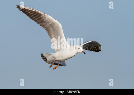 Kokmeeuw, Black-headed Gull, Chroicocephalus ridibundus, Germany, 1st W Stock Photo