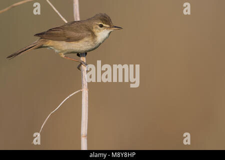 Struikrietzanger, Blyth's Reed Warbler Stock Photo