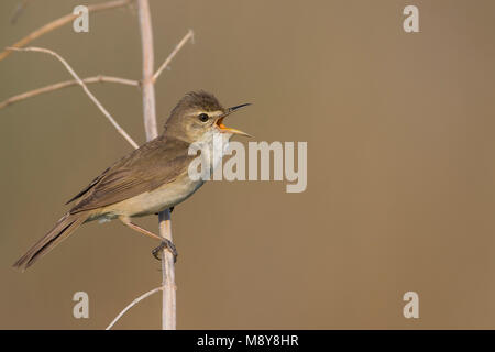 Struikrietzanger, Blyth's Reed Warbler Stock Photo