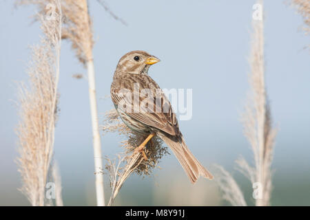 Corn Bunting - Grauammer - Miliaria calandra ssp. calandra, Croatia, adult Stock Photo