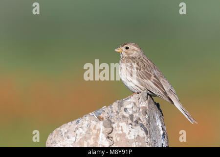 Corn Bunting - Grauammer - Miliaria calandra ssp. buturlini, Kyrgyzstan, adult Stock Photo