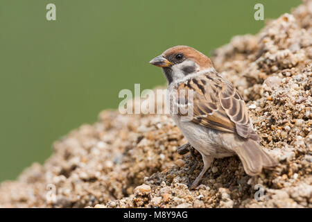 Eurasian Tree Sparrow - Feldsperling - Passer montanus ssp. montanus, juvenile, Croatia Stock Photo