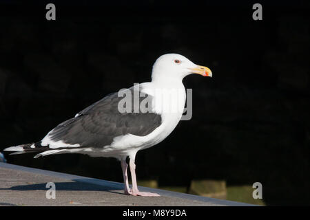 Grote Mantelmeeuw; Great Black-backed Gull; Larus marinus, Germany, adult Stock Photo