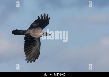 Hooded Crow - Nebelkrähe - Corvus cornix ssp. cornix, Germany Stock Photo