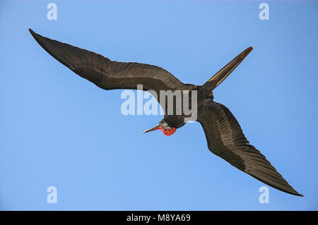 Great Frigatebird flying, Grote fregatvogel vliegend, Fregata Major Stock Photo