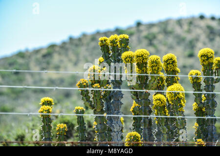 Euphorbia caerulescens growing behind a fence alongside a road in South Africa's Eastern Cape Province Stock Photo