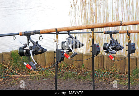 Carp fishing. Rods on a rod pod with the swingers attached ready to catch  some fish monster Stock Photo - Alamy