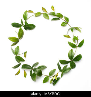 Round circle frame made of green branches and leaves on white background. Flat lay. Stock Photo