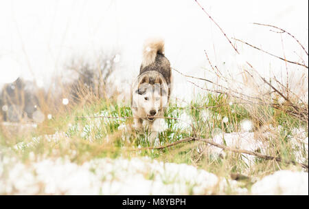 Running Siberian husky wolf dog in winter, outdoor on the snow Stock Photo