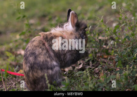 Pet dwarf rabbit cleaning her face outdoors on the grass. Stock Photo